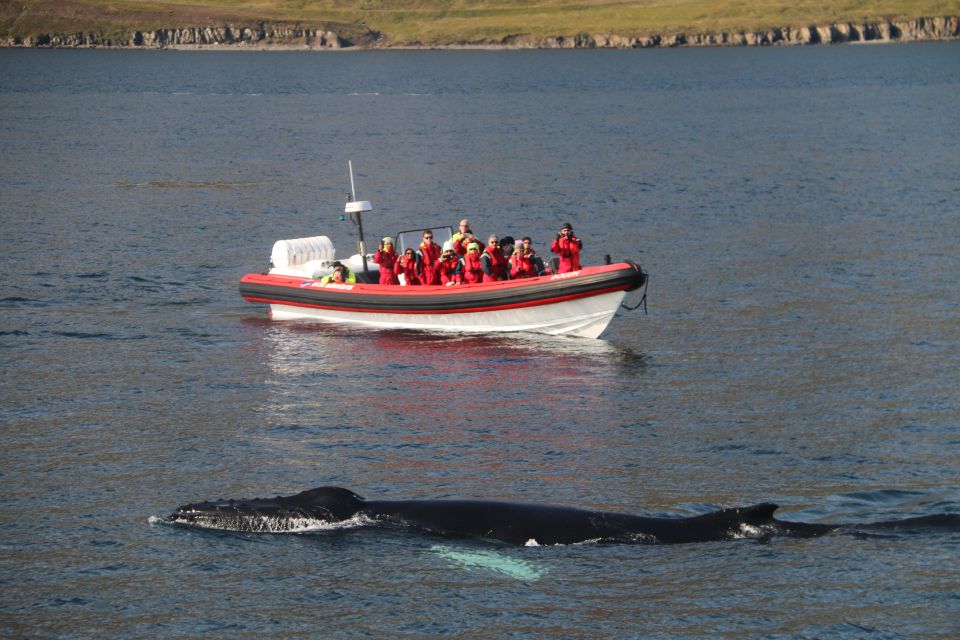 Dalvík: Whale Watching Speedboat Tour - Key Points