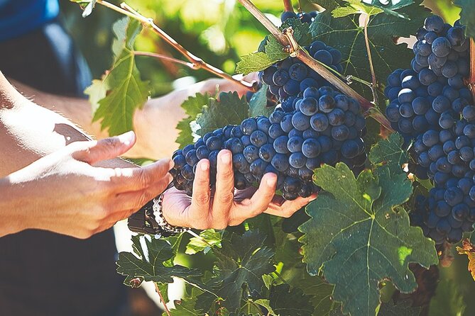 Discover Origin of Red Wine in Ribera Del Duero- Wine Tasting - Historical Background of Ribera Del Duero