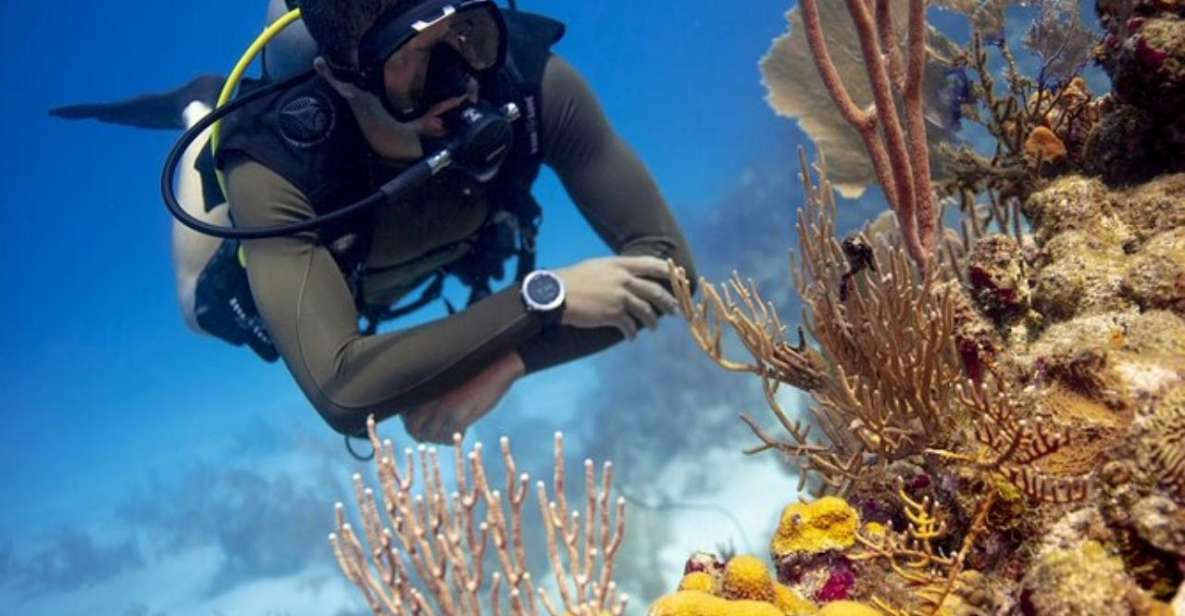 Discover Scuba Dive at Australia's Most Iconic Beach - Key Points