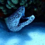 discover scuba diving in cozumel paradise reef Discover Scuba Diving in Cozumel Paradise Reef