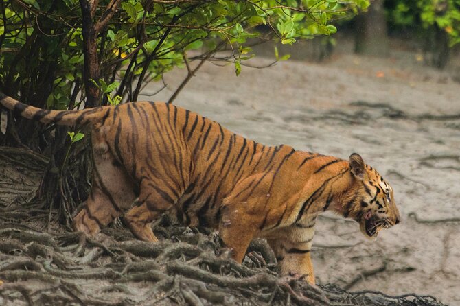 Discover Sundarbans Wildlife in Mangroves Same Day From Kolkata - Key Points