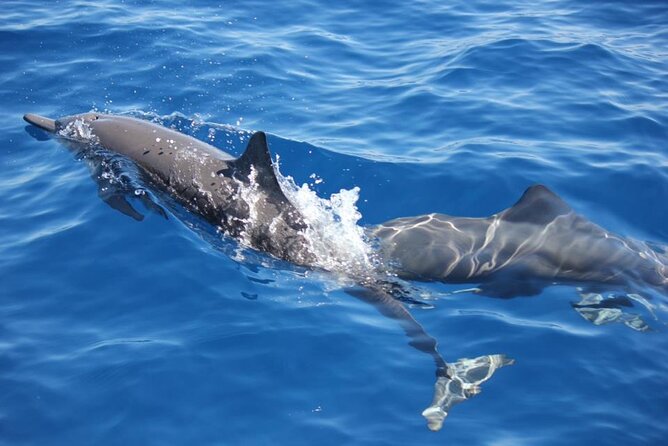Dolphin Watching in Puerto Escondido - Key Points