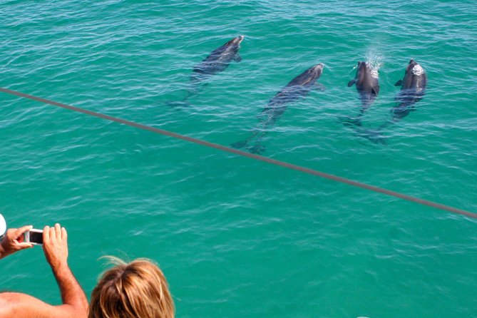 Dolphin Watching in the Wild - Half Day - Tour Pricing Details