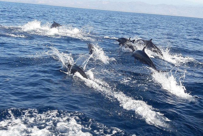 Dolphin Watching - Key Points