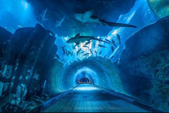 Dubai Aquarium and Underwater Zoo - Key Points