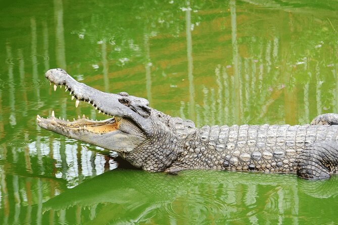 Dubai Crocodile Park - Key Points