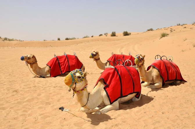 Dubai Desert Safari by Camel and 4x4 Jeep With BBQ Dinner With Live Belly Dance - Key Points