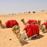 dubai premium overnight camp with red dunes and camel safari Dubai Premium: Overnight Camp With Red Dunes and Camel Safari