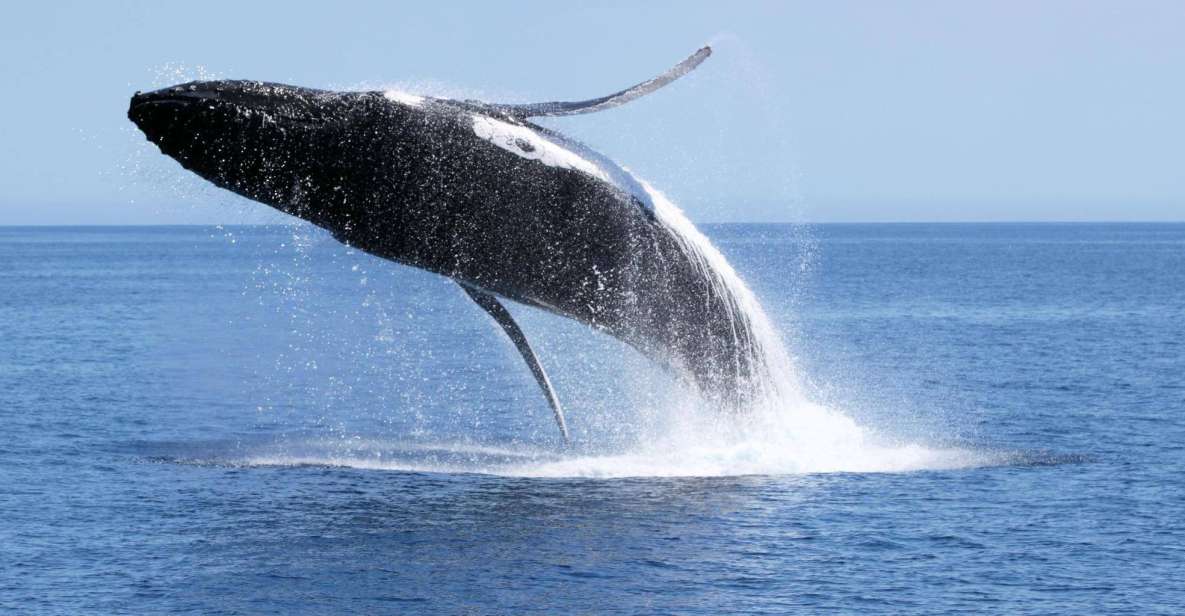 Dunsborough: Whale Watching Tour - Key Points