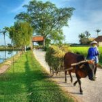 duong lam ancient village full day tour from hanoi experiencing local life Duong Lam Ancient Village Full Day Tour From Hanoi & Experiencing Local Life