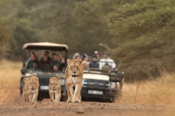 Durban: Go on Safari at 2 Game Reserves (Hluhluwe-Imfolozi) Pro Zeiss Binoculars - Safari Experience at Hluhluwe-Imfolozi Reserve