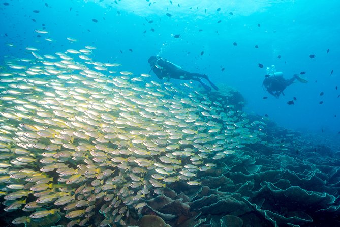 Easy Fun Scuba Dive in El Nido - Key Points