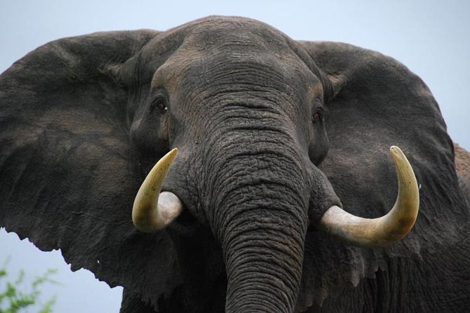 Elephant Sanctuary Tour From Johannesburg - Key Points