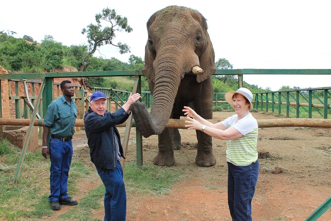 Elephant Sanctuary Tour From Johannesburg - Key Points