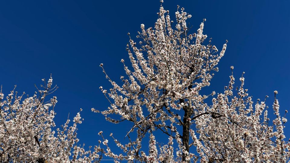 Embrace the Enchantment of Mallorca's Almond Blossom Season - Key Points