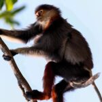endangered monkeys watching red shanked douc langurs Endangered Monkeys Watching - Red Shanked Douc Langurs