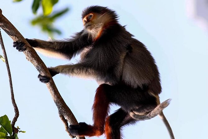 Endangered Monkeys Watching - Red Shanked Douc Langurs - Key Points
