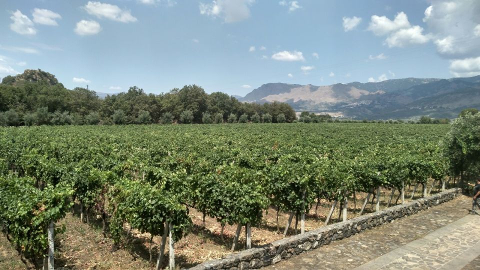 Etna: Wine Tasting and Food Tour - Key Points