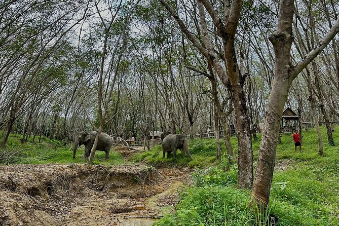 Evening Guide Tour to Khaolak Elephant Sanctuary Free 1 Cocktail - Key Points