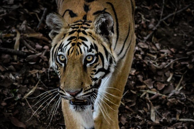 Exclusive Bandhavgarh Tiger Safari - Key Points