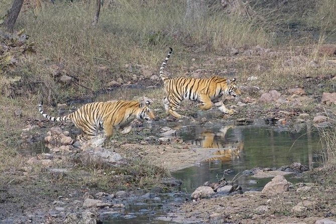 Exclusive Ranthambore Tiger Safari - Key Points
