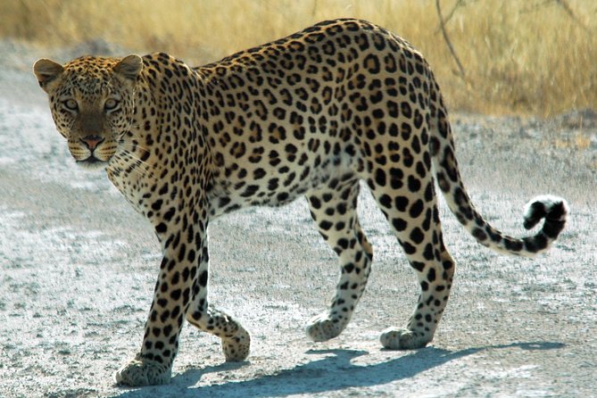 Exclusive Safari at Jhalana Leopard Park Including Transfers - Key Points