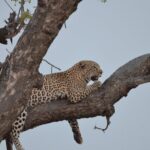 exhilarating 7 day kruger safari adventure south to north Exhilarating 7 Day Kruger Safari Adventure - South to North