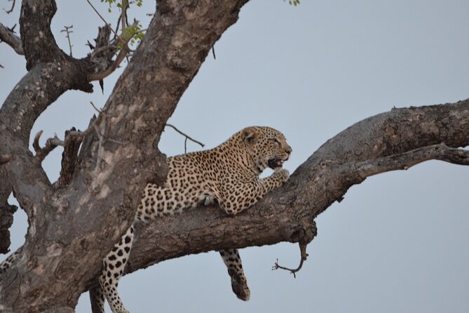 Exhilarating 7 Day Kruger Safari Adventure - South to North - Key Points