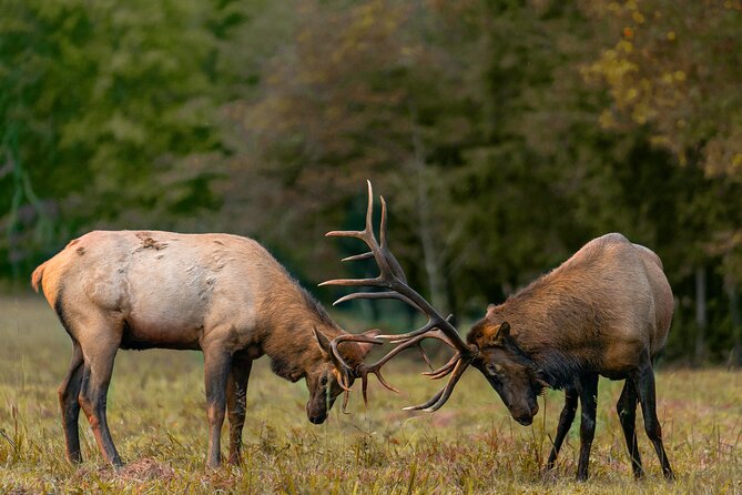 Fall Private Elk Rut Rocky Mountain National Park Tour - Key Points