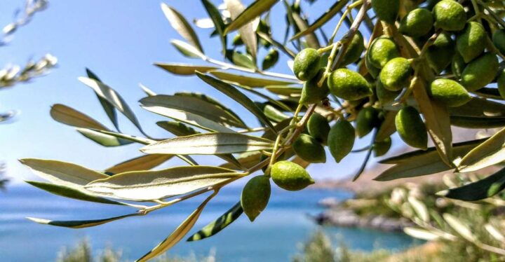 Five Days of Culinary Exploration in Laconias Peloponnese - Itinerary Overview