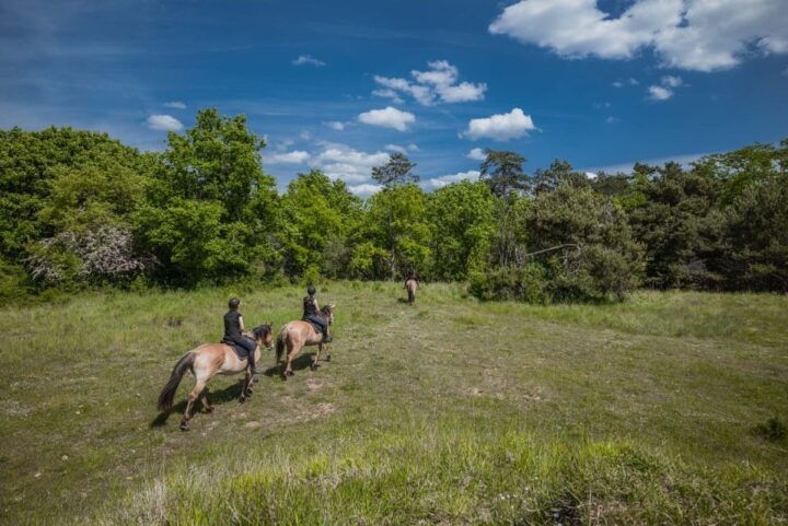 Fontainebleau : Horse-riding, Gastronomy & Château - Key Points