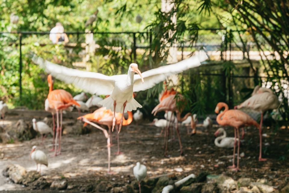 fort lauderdale flamingo gardens entry ticket Fort Lauderdale: Flamingo Gardens Entry Ticket