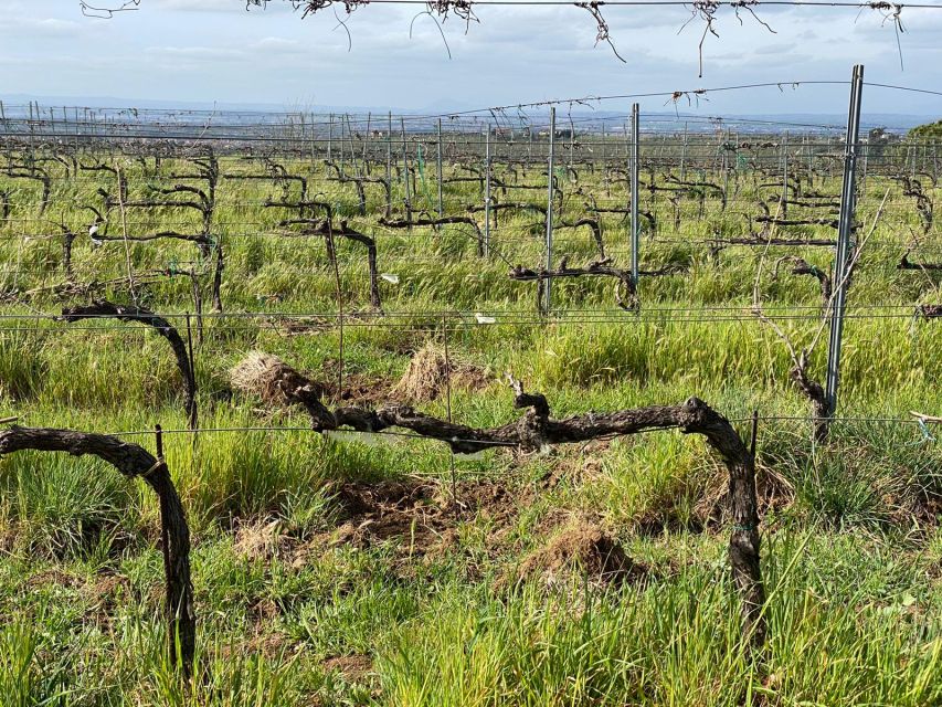 Frascati: Tour in E-Bike With Wine Tasting - Key Points