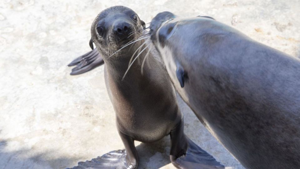 French Riviera: Marineland Entrance Ticket - Key Points