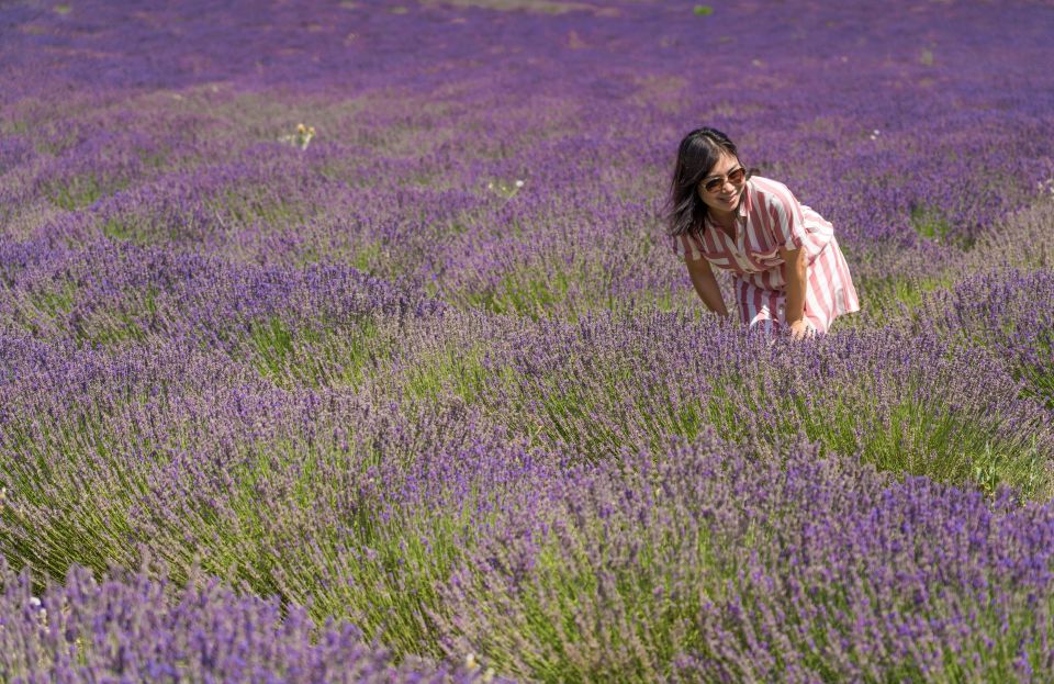 From Aix-en-Provence: Lavender Half Day Morning Tour - Key Points
