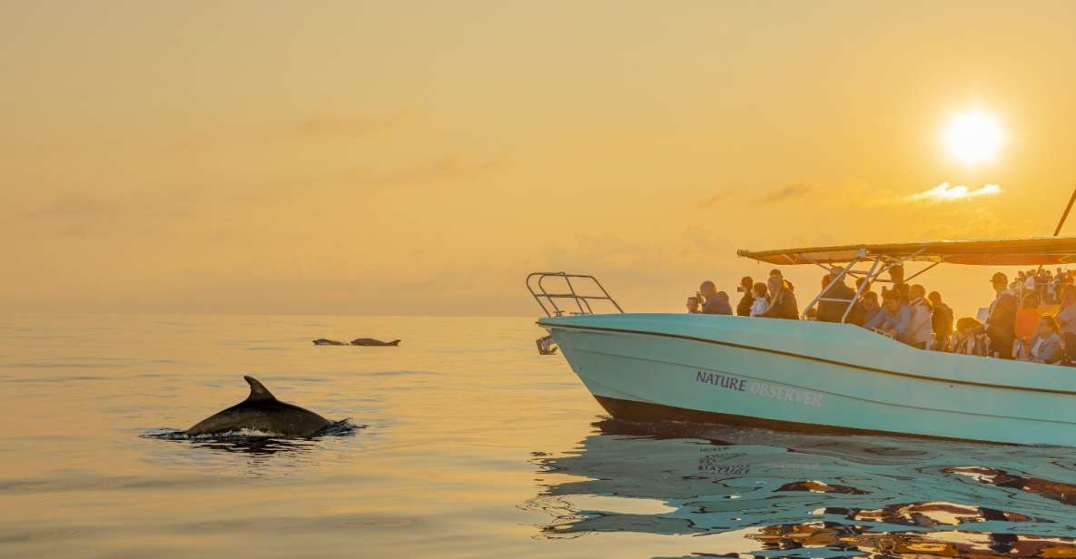 from alcudia sunrise dolphin watching boat tour From Alcudia: Sunrise Dolphin Watching Boat Tour