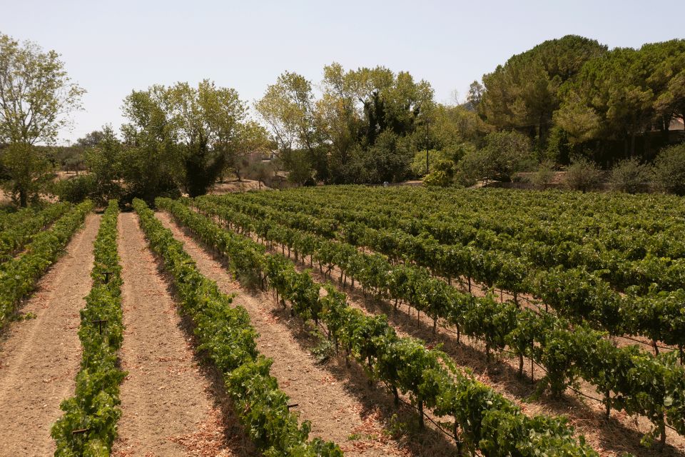 From Argostoli: Private Wine Tasting & Vineyard Tour - Key Points