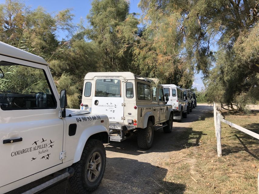 From Arles: Half-Day 4x4 Camargue Safari - Key Points