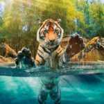 from brisbane australia zoo ticket and roundtrip transfer From Brisbane: Australia Zoo Ticket and Roundtrip Transfer