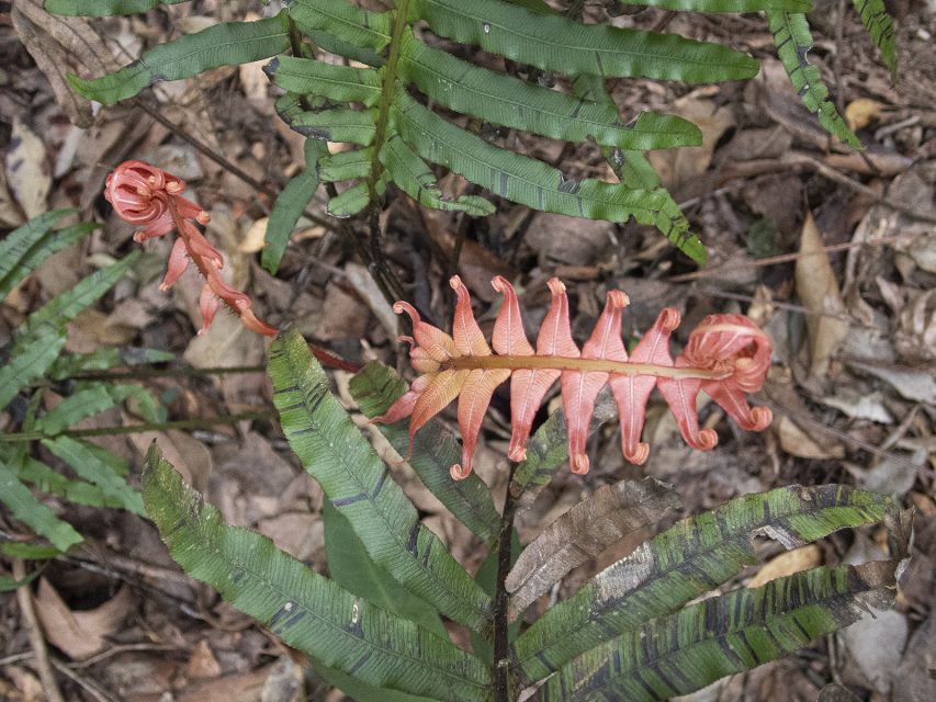 From Brisbane: Maiala Rainforest Private Tour - Key Points