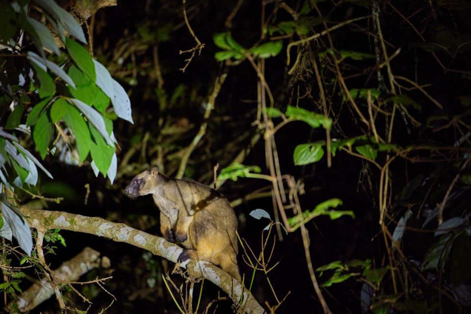 from cairns rainforest nocturnal wildlife tour From Cairns: Rainforest & Nocturnal Wildlife Tour