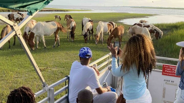 From Chincoteague Island: Assateague Island Boat Tour - Key Points