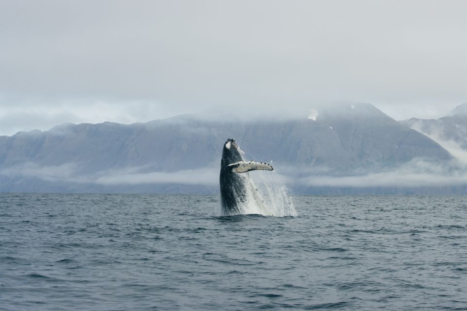 from dalvik arctic whale watching in northern iceland From Dalvik: Arctic Whale Watching in Northern Iceland