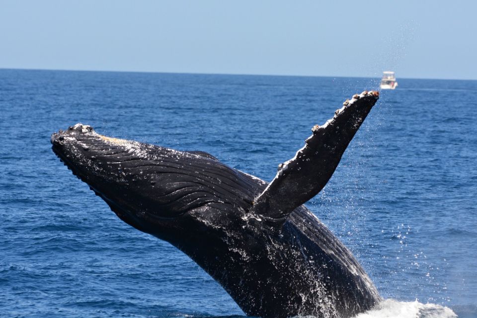 from fremantle 2 hour luxury whale watching cruise From Fremantle: 2-Hour Luxury Whale-Watching Cruise