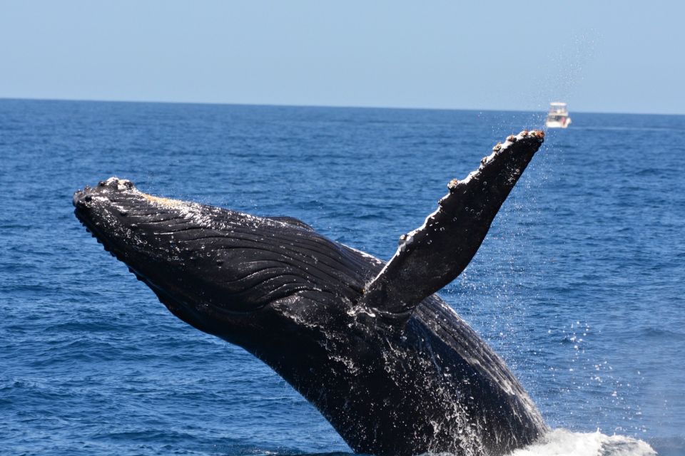 From Fremantle: 2-Hour Luxury Whale-Watching Cruise - Key Points