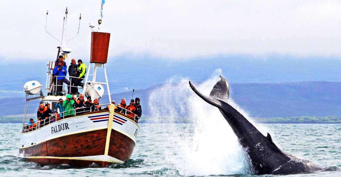 From Húsavík: Traditional Whale Watching Tour - Key Points