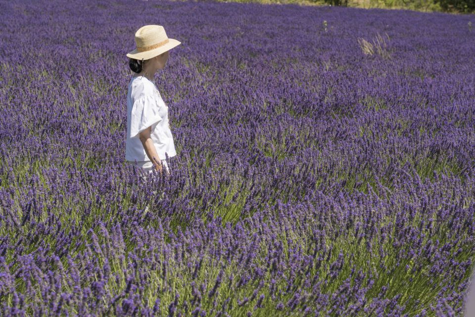 From Marseille: Lavender Full-Day Trip to Sault - Key Points