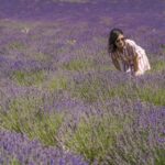 from marseille lavender full day valensole From Marseille: Lavender Full-Day Valensole