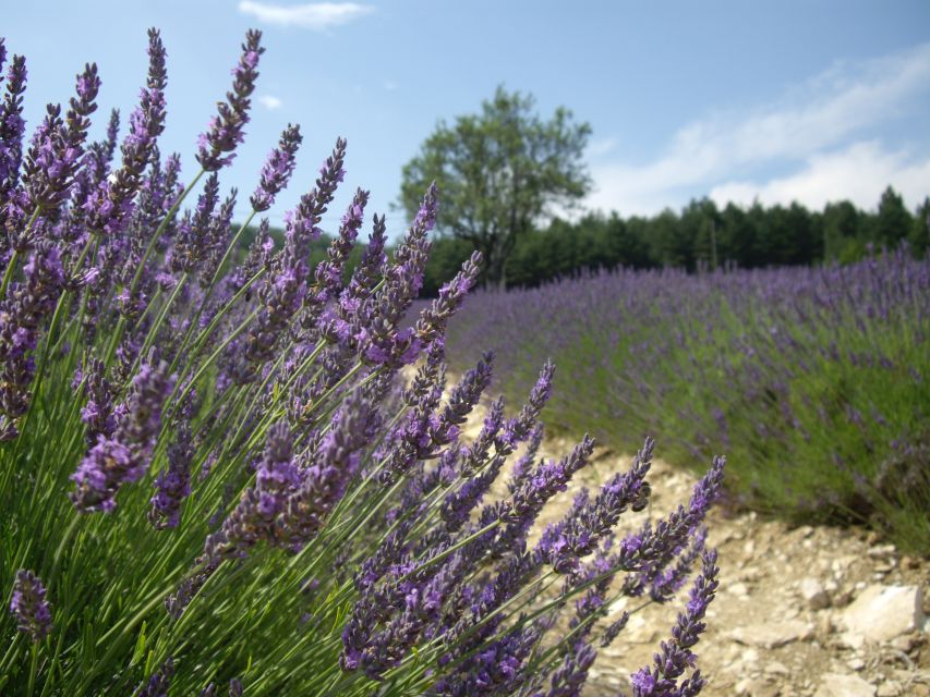 From Marseille: Valensole Lavenders Tour From Cruise Port - Key Points