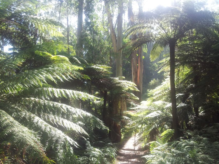 From Melbourne: Dandenong Ranges Private Day Tour - Key Points